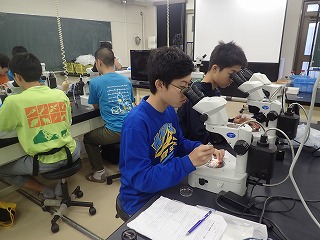 分離した細胞(割球)を回収