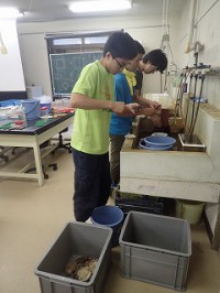 ホタテガイを捌く(刺身用)
